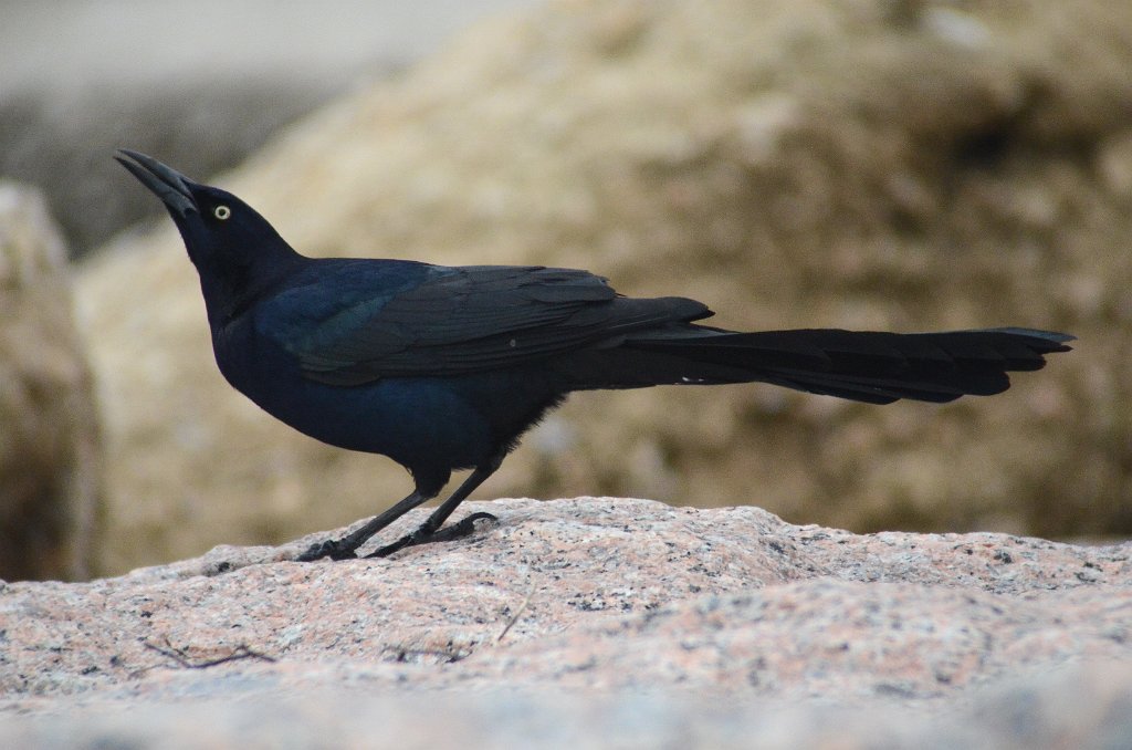 Grackle, Boat-tailed, 2013-01115573 Galviston Island, TX.JPG - Boat-tailed Grackle. Surfside Beach, TX, 1-11-2013